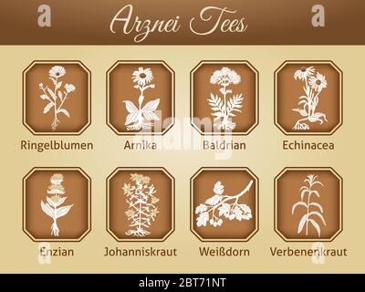 Illustrazione di diverse varietà di tè come vettore Illustrazione Vettoriale