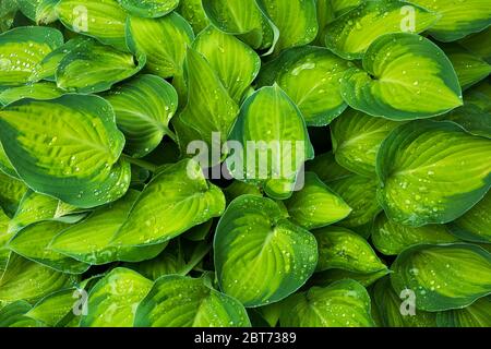 Una suggestiva pianta di osta verde a due tonalità in un giardino a metà ovest con gocce di pioggia sulle foglie. Foto Stock