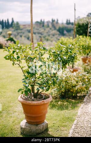 Verde giallo su un albero, alberi di limone in pentole. Foto Stock