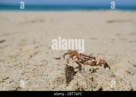 Granchio selvaggio da vicino su ecosistema di costa di mare sabbioso, sfondo di animali estivi Foto Stock