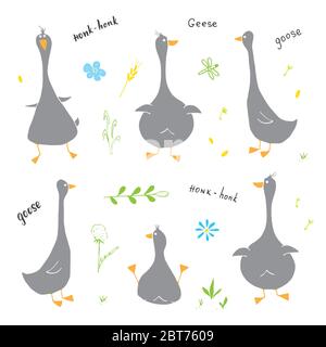 Set di doodles d'oca. Cute disegno di oche. Illustrazione vettoriale Cartoon disegnata a mano su sfondo bianco . Illustrazione Vettoriale
