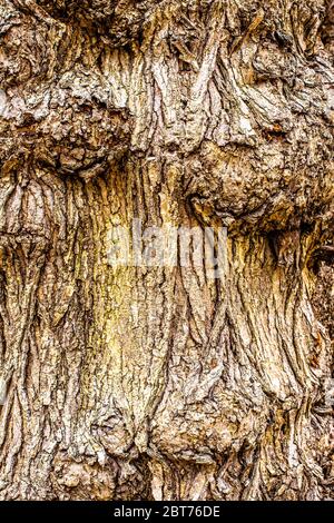 Dettagli di primo piano di corteccia su tronco di albero con dossi e. burls Foto Stock