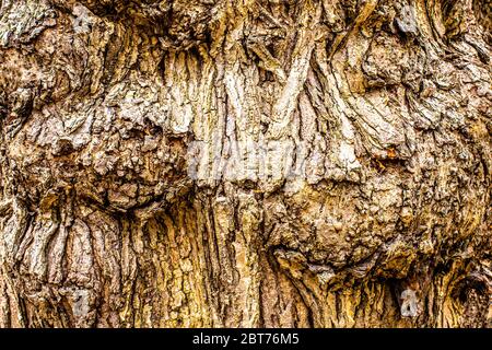 Dettagli di primo piano di corteccia su tronco di albero con dossi e. burls Foto Stock