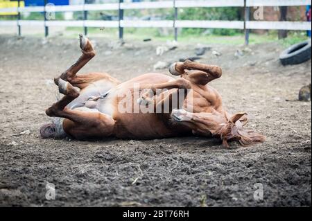 cavallo sdraiato sulla schiena a terra, cavallo che si inginera nella polvere Foto Stock