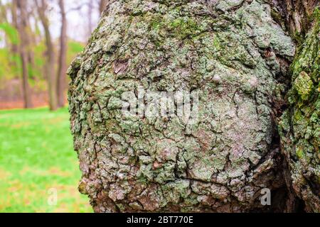 Dettagli di primo piano di corteccia su tronco di albero con dossi e. burls Foto Stock