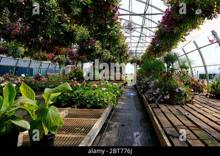 Una visita alla nostra fattoria locale (Ottawa) CSA Rochon Garden a Edwards, Ontario, Canada. La nonna ci teneva per lo più nella serra dei cestini appesi. Foto Stock