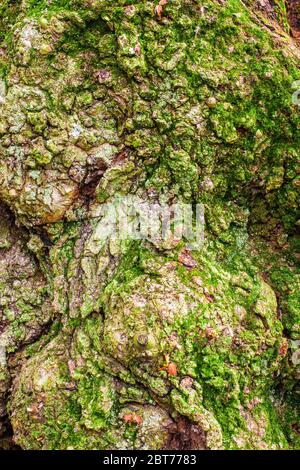 Dettagli di primo piano di corteccia su tronco di albero con dossi e. burls Foto Stock