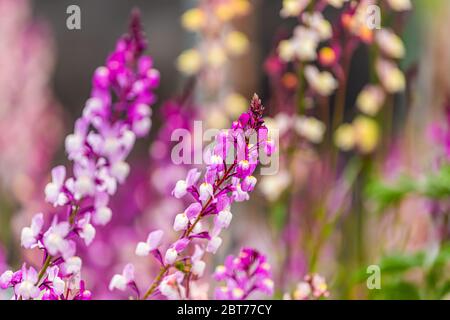 Macro closeup di molti fiori colorati decorativi rosa, viola giallo e lupino bianco a Kyoto, Giappone in primavera Foto Stock