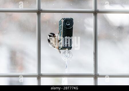 Vista attraverso la finestra di vetro della casa di Downy uccello picchio animale che perching su impiccagione metallo torta gabbia alimentatore in Virginia con neve d'inverno sfocata Foto Stock