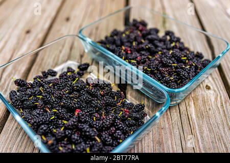 Bacche di more mature nere frutta in contenitore di vetro ciotola raccolta da giardino fattoria raccolto su tavola di legno Foto Stock