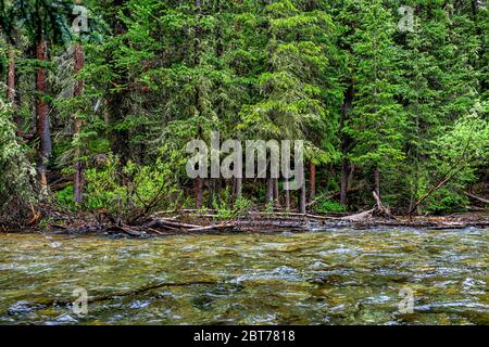 Attraversamento del fiume sul Conundrum Creek Trail ad Aspen, Colorado in estate 2019 in boschi forestali con forte corrente e acque profonde Foto Stock