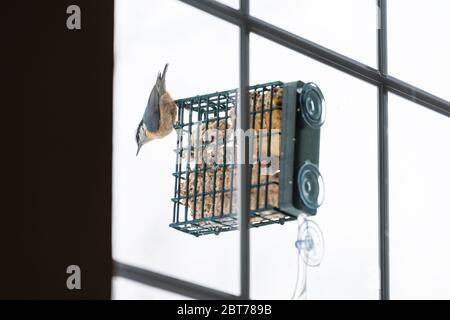 Un uccello in Virginia che perching su una gabbia di alimentazione di torta di suet di metallo appeso attaccato alla finestra Foto Stock