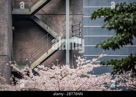 Rosa sakura ciliegio fiorito da una moderna scala minimalista edificio con petali di fiori in primavera ad Akasaka, Tokyo, Giappone vicino a Hie Shrin Foto Stock