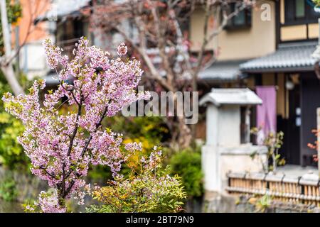 Kyoto kiyamachi-dori strada di quartiere in primavera con Takase fiume canale acqua in Giappone con fiori di fiori di fiori di ciliegio sakura Foto Stock