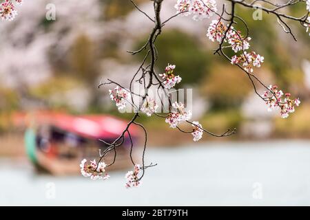 Kyoto, Giappone primo piano closeup macro di sakura fiori di fiori di branca di ciliegia e sfondo di Osawa-no-Ike lago di stagno in primavera in Arashiyama Daikaku Foto Stock