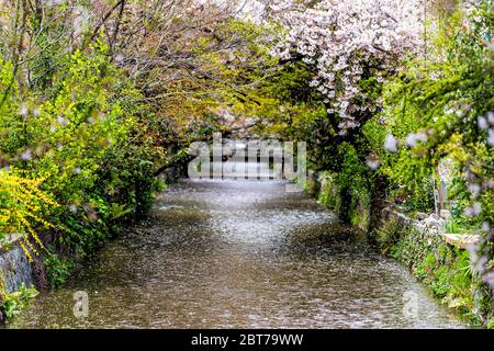 Kyoto zona residenziale in primavera con canale del fiume Takase in Giappone giorno con fiori di fiori di fiori di ciliegio sakura che cadono da albero galleggianti sull'acqua Foto Stock