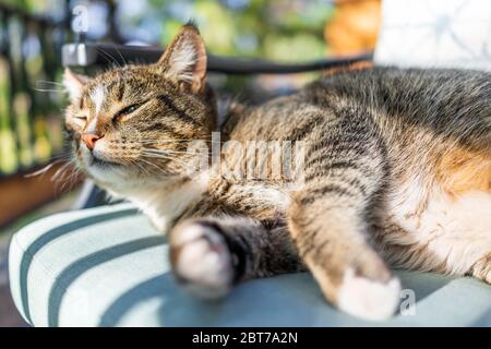 Closeup di cute calico tabby gatto sonnolento faccia giacente in ombra su sedia sulla schiena in esterno giardino all'aperto in giornata di sole squinting dalla luce solare forte Foto Stock