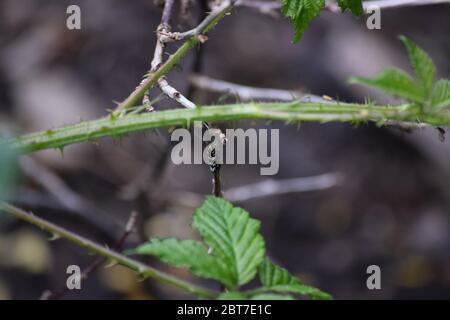 Moth nello stato piegato Foto Stock