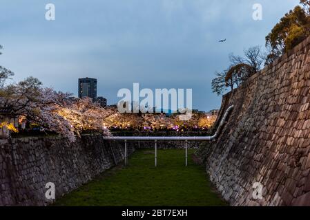 Osaka, Giappone - 13 aprile 2019: Fossato del castello di sera notte scura con spettacolo di illuminazione dei fiori di ciliegio sakura nella città di primavera Foto Stock