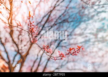 Fiori di ciliegio rosa primo piano su albero primaverile, rami con sfondo cielo di bur. Natura della primavera sfocata Foto Stock