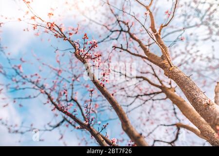 Fiori di ciliegio rosa primo piano su albero primaverile, rami con sfondo cielo di bur. Natura della primavera sfocata Foto Stock