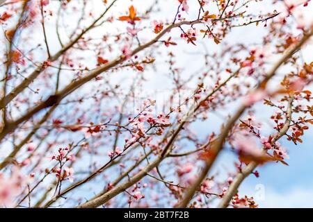 Fiori di ciliegio rosa primo piano su albero primaverile, rami con sfondo cielo di bur. Natura della primavera sfocata Foto Stock