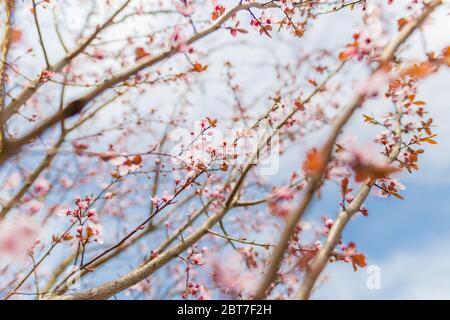 Fiori di ciliegio rosa primo piano su albero primaverile, rami con sfondo cielo di bur. Natura della primavera sfocata Foto Stock