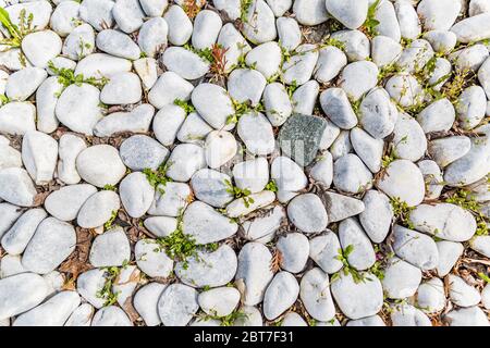 Ciottoli di mare in giardino con erba verde. Piccole pietre ghiaia texture background.pile di ciottoli, thailand.Color pietra in background. Foto Stock