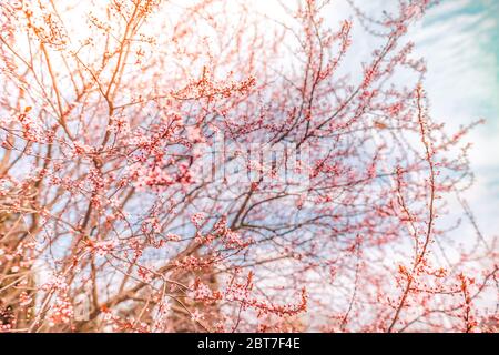 Bella fioritura giapponese ciliegio Sakura fiori e gemme. Sfondo con fiori in un giorno di primavera. Foto Stock