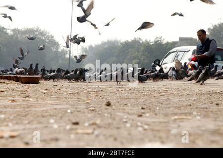 Pegions nella via della città, pegioni o colombe abitate la via della città, le gironi è il simbolo della pace, (Copyright © Saji Maramon) Foto Stock