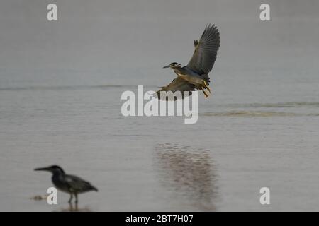 L'airone striato (Butorides striata) conosciuto anche come airone di mangrovie, piccolo airone o airone verde-backed, costa nord-orientale del Qatar Foto Stock