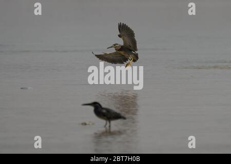 L'airone striato (Butorides striata) conosciuto anche come airone di mangrovie, piccolo airone o airone verde-backed, costa nord-orientale del Qatar Foto Stock