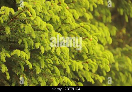 primo piano di un albero di conifere con freschi germogli giovani in primavera, full frame, sfondo verde naturale Foto Stock