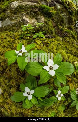 Bunchberry occidentale, Cornus unalaschkensis, su un letto di muschio vicino al sentiero Upper Dungeness lungo il fiume Dungeness nella foresta nazionale olimpica, Olymp Foto Stock