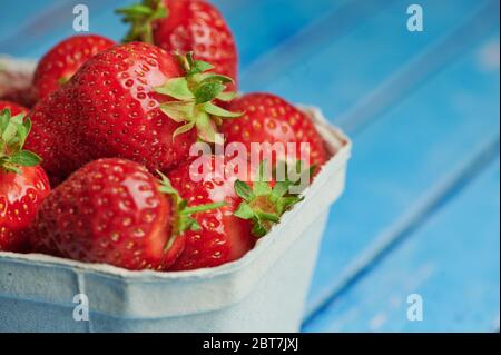 fragole fresche raccolte a mano in una scatola di cartone su sfondo blu con spazio per la copia Foto Stock