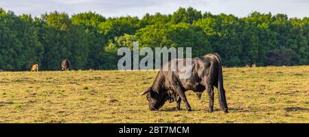 Big black Spanish bull nella riserva naturale Planken Wambuis, zona di Veluwe in Ede, Gelderland, Paesi Bassi Foto Stock