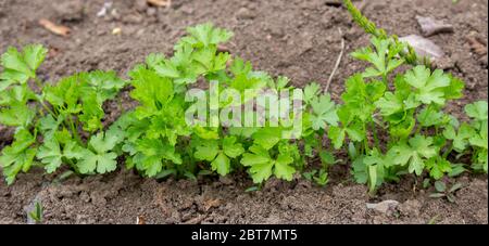 Un letto di prezzemolo su un terreno, coltivando nel vostro giardino, coltivando erbe condimento per aggiungere al cibo. Foto Stock