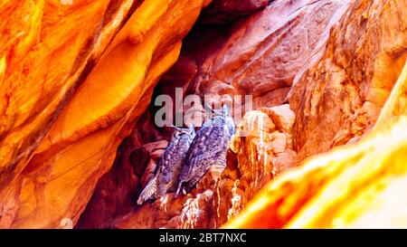 Great Horned Owls riposante sulle pareti di arenaria del Red Navajo di Owl Canyon, uno dei famosi slot Canyons nelle terre di Navajo vicino a Page, Arizona, USA Foto Stock