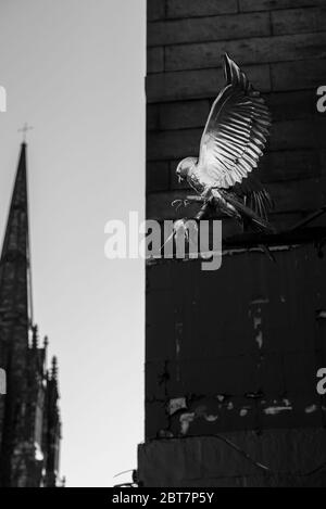 Statua del falco dorato a Gladstones Land Edimburgo con campanile sullo sfondo. Scatti in bianco e nero di grande effetto. Foto Stock