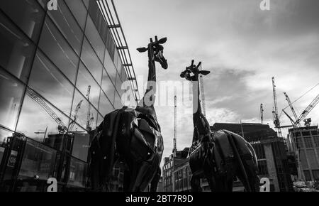 Sculture di giraffe giganti di Martha e Gilbert dell'Omni Centre Edinburgh. Scatti in bianco e nero di grande effetto. Foto Stock