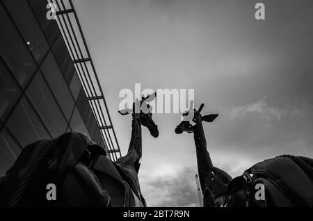 Sculture di giraffe giganti di Martha e Gilbert dell'Omni Centre Edinburgh. Scatti in bianco e nero di grande effetto. Foto Stock