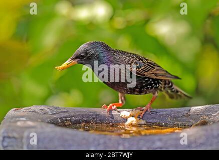 Starling (Sturnus vulgaris) Foto Stock