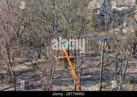 L'arrampicatore operaio non riconosciuto taglia i rami asciutti dalla motosega sulla cima dell'albero enorme. Vista dall'alto. Foto Stock