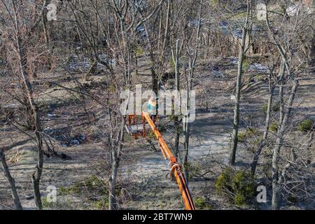 L'arrampicatore operaio non riconosciuto taglia i rami asciutti dalla motosega sulla cima dell'albero enorme. Vista dall'alto. Foto Stock