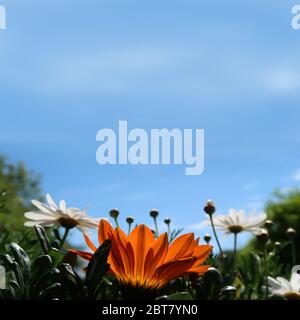 Splendida chioseup di fiori estivi freschi e luminosi al sole - Dairies e Gazanias Foto Stock