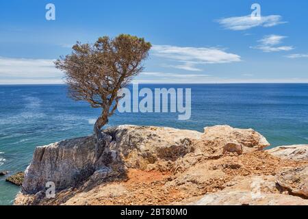 Albero naturale di Bonsai a Praia do Zavial, Portogallo Foto Stock