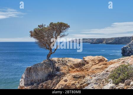 Albero naturale di Bonsai a Praia do Zavial, Portogallo Foto Stock