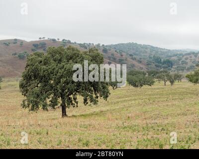 Lecci quercia in pianura in Almodovar Foto Stock