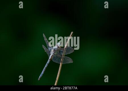 La libellula blu Dragonlet skimmer appollaiata sul lato di un ramoscello Foto Stock