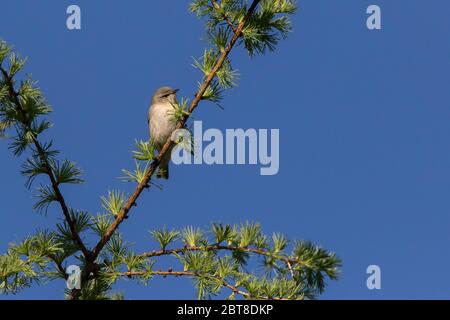 Warbler del Tennessee (Leiothlypis peregrina) Foto Stock